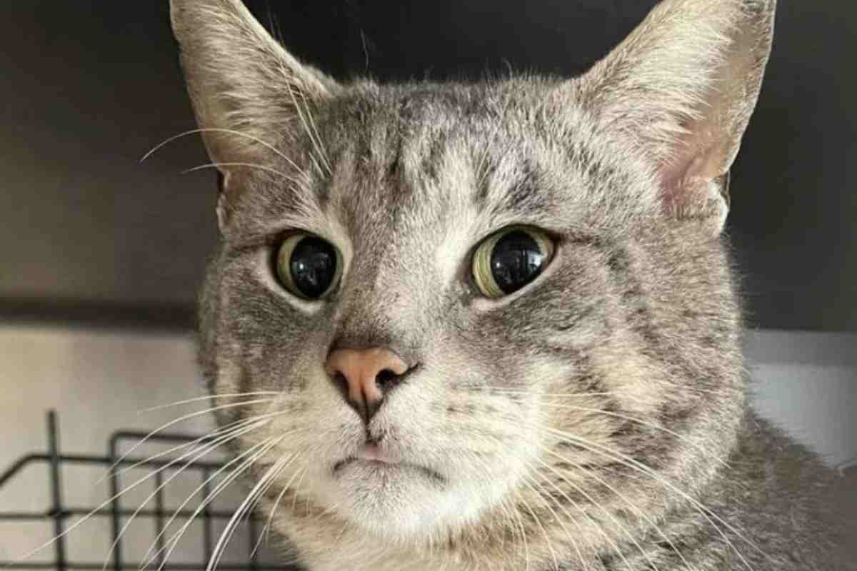 Primo piano di un gatto