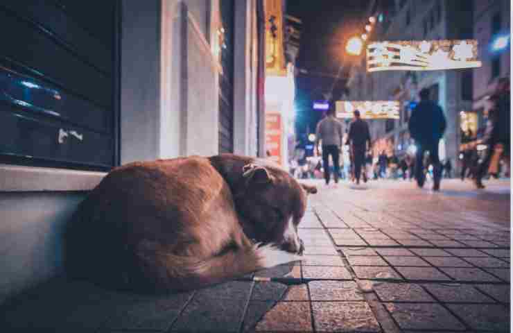 Ho trovato un cane abbandonato in strada, non so cosa fare. Come devo comportarmi? Come posso aiutarlo? (foto Canva-amoreaquattrozampe.live)