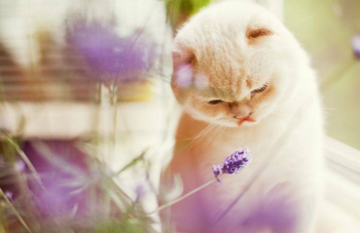 Gatto e lavanda