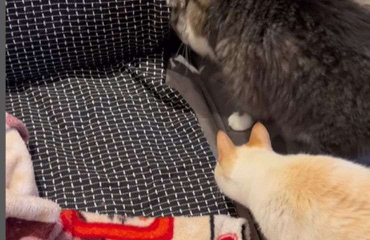 Gatti che si infilano nel divano