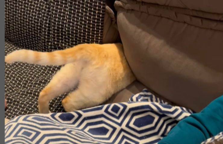 Gatto nei cuscini
