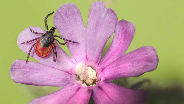 Zecca su un fiore
