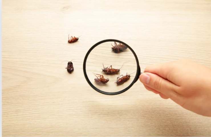 Credo che la mia casa sia infestata da blatte, ho trovato delle piccole pallin e nere come posso liberarmene? (Foto Canva-amoreaquattrozampe.live)