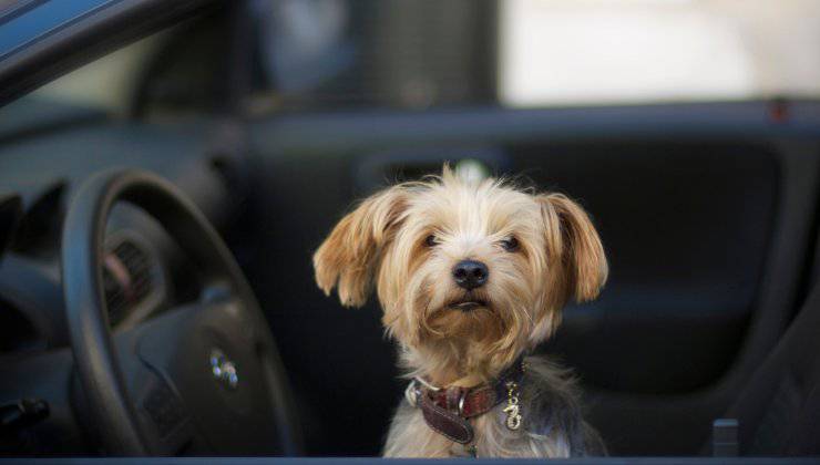 cagnolino chiuso in auto