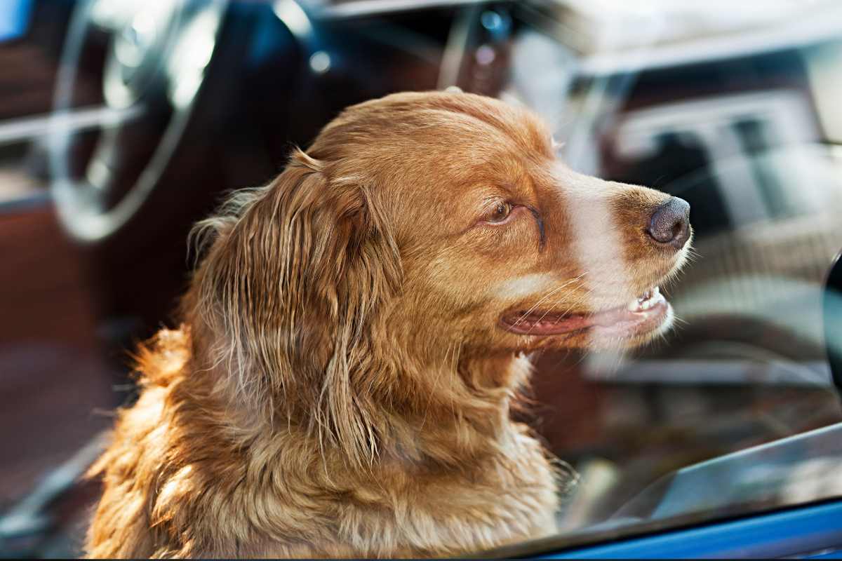 Gli studi chiariscono cosa succede al cane se lo lasciamo in auto al sole anche se con il finestrino aperto