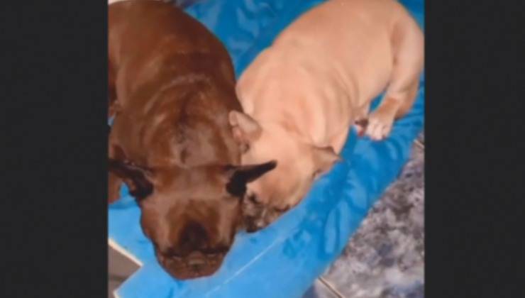 cane niko e fratellino