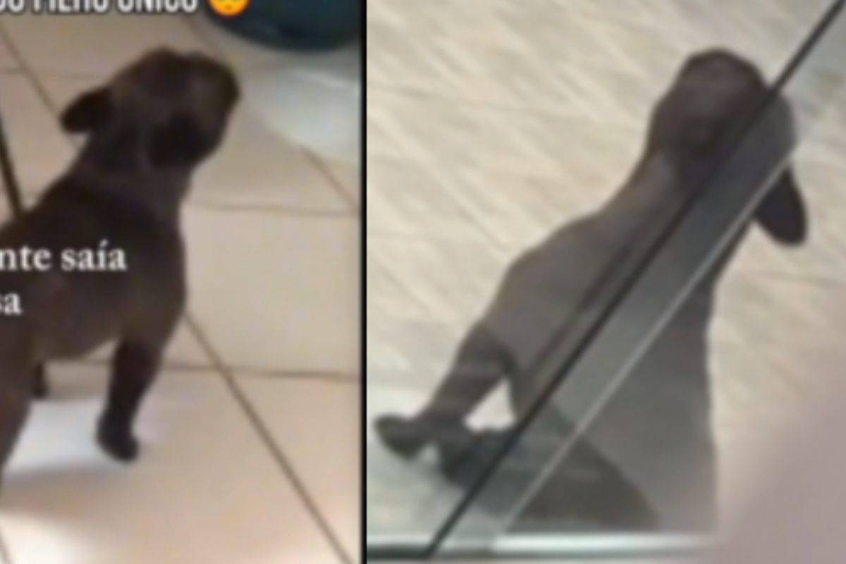 Ho visto piangere il mio adorato cucciolo dalle telecamere di sorveglianza e ho deciso che…