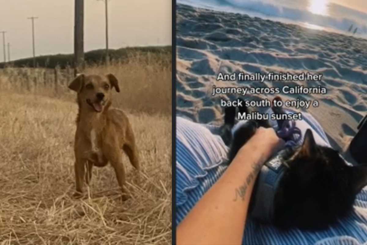 Partono per una vacanza di famiglia: dopo l'incontro con un cane randagio, la coppia con 3 felini cambia radicalmente i piani