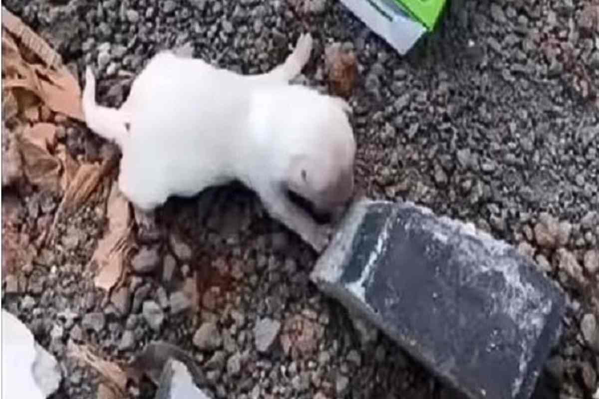 abbandonato vicino al ruscello a morire