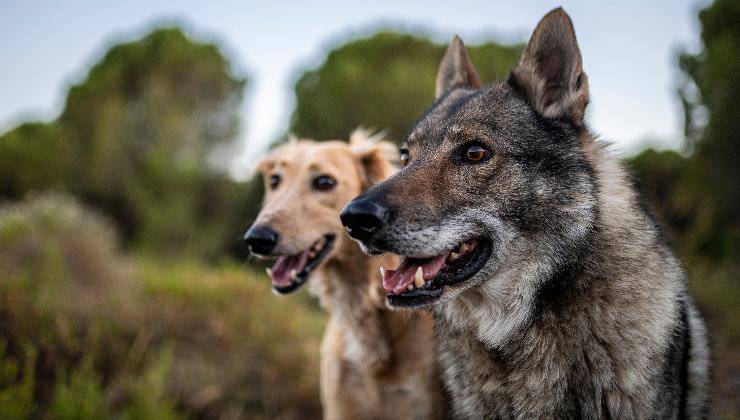 cani e lupi