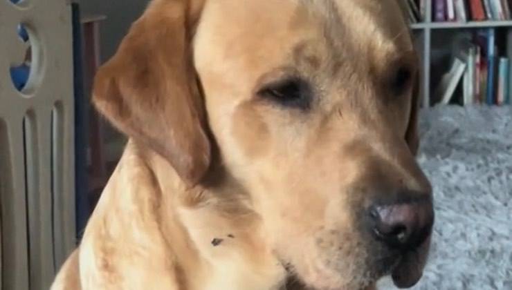 Labrador Retriever con sguardo accigliato