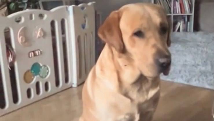 Labrador Retriever seduto sul pavimento di casa