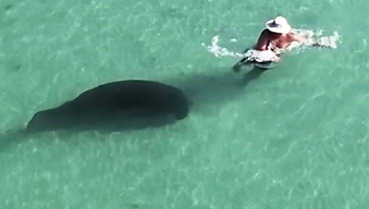 Uomo con cappello di allontana dalla creatura marina