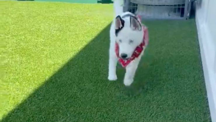 Il cucciolo di Husky tripode corre nel prato