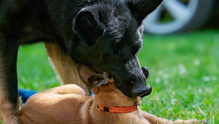 cane adulto e cucciolo