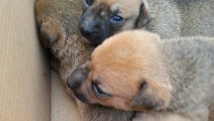 cuccioli abbandonati