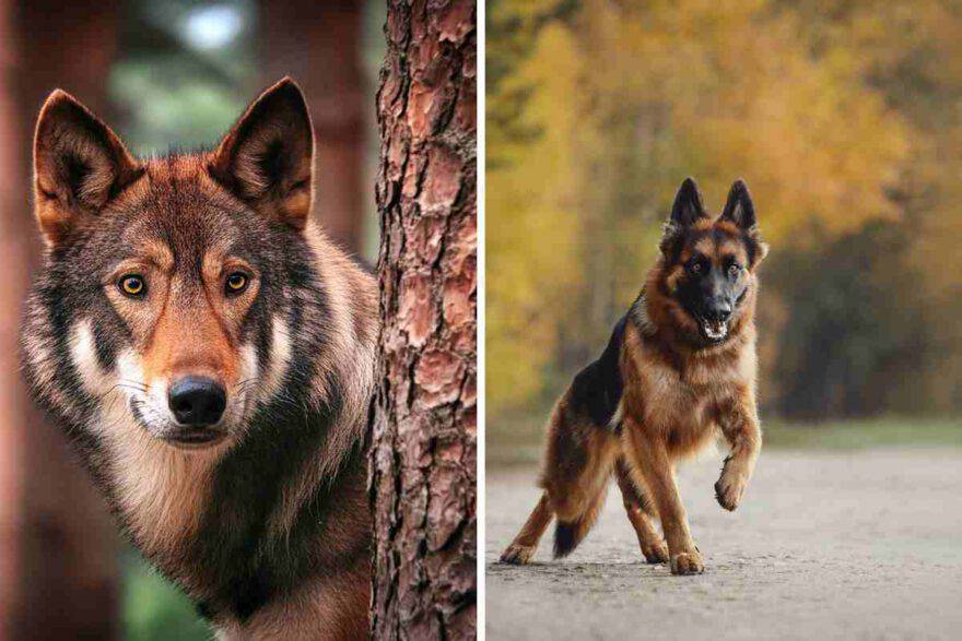 cane e lupo