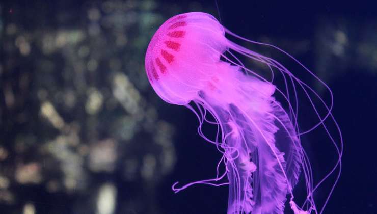 curiosità sulla medusa