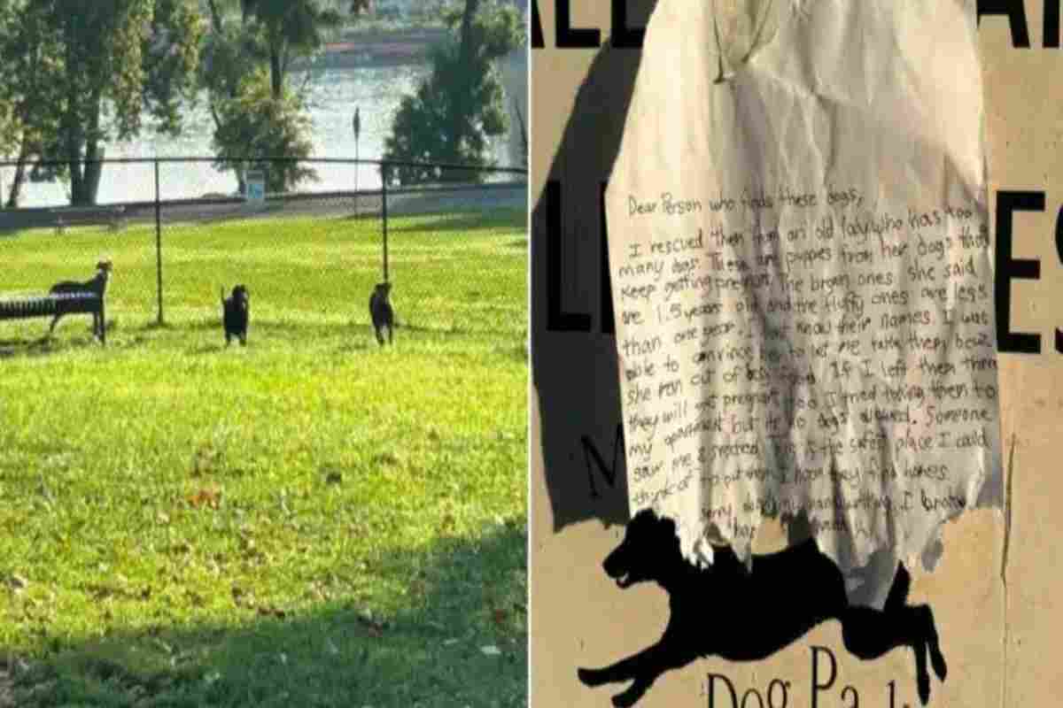 Cani abbandonati nel parco