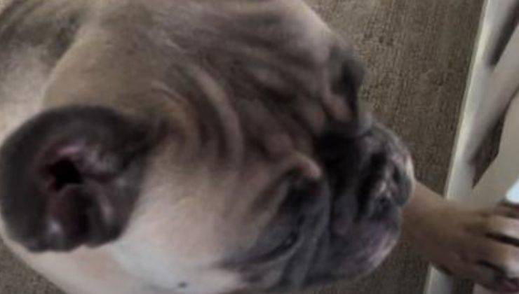 Bulldog francese si sporge sulla culla del bambino