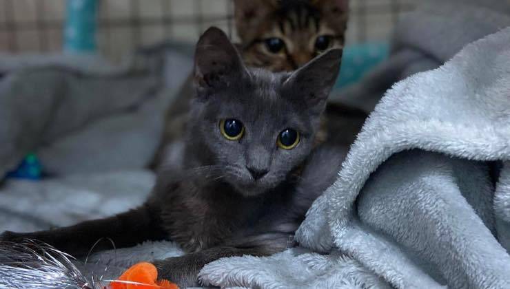 Gatto grigio e gattino striato nel box del gattile