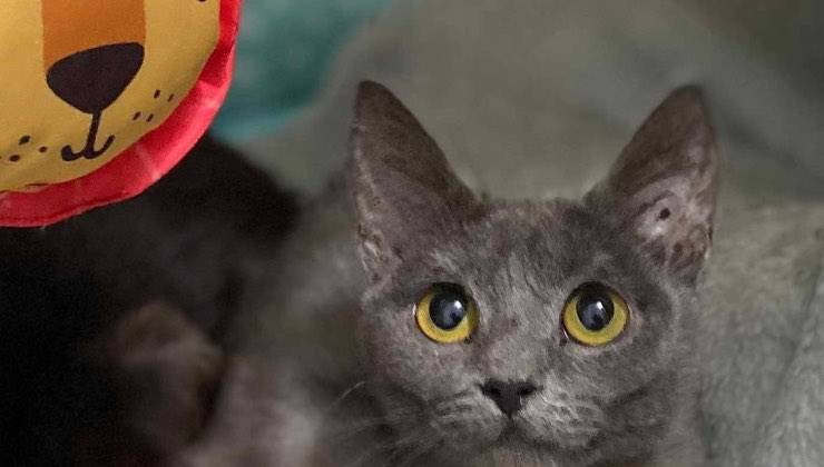 Piccolo gatto grigio con gli occhi gialli