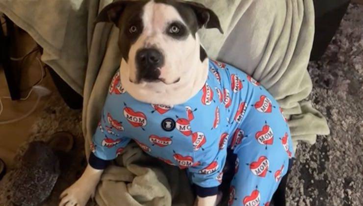 Pit bull bianco a macchie nere con pigiama celeste