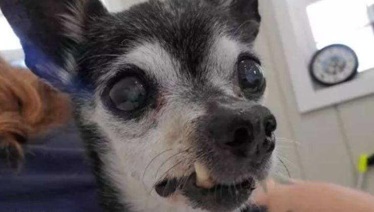 Cane anziano con occhi sporgenti