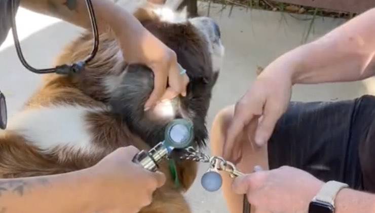 Veterinario controlla le orecchie al San Bernardo