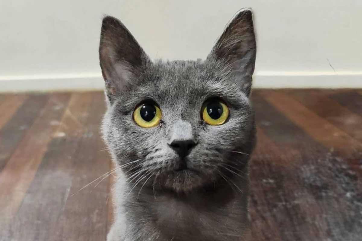 Gatto sul parquet con gli occhi gialli spalancati