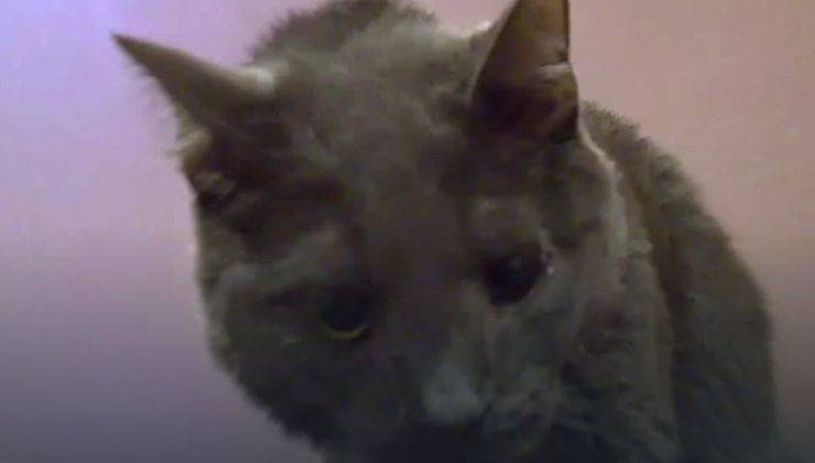 Testa di un gatto con pupille dilatate per la paura