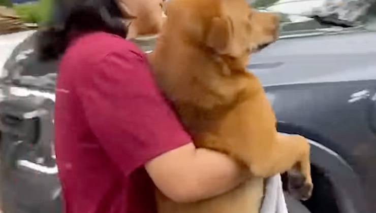 Donna abbraccia il cane disperso sotto la pioggia 