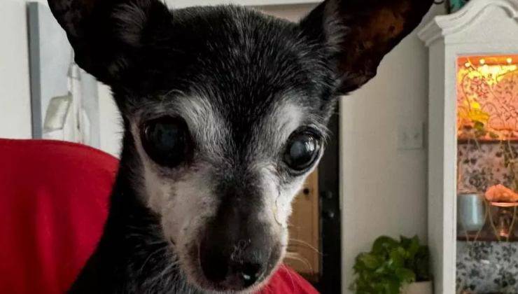 L’anziano cane nella sua nuova casa