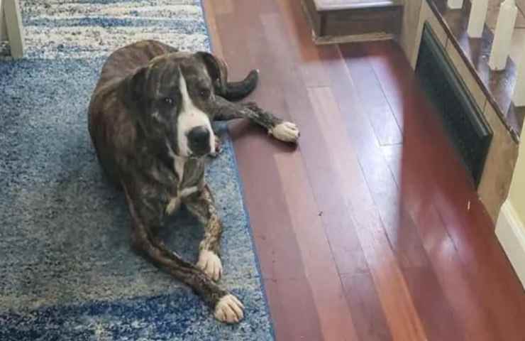 Per giorni è rimasto incastrato così, senza via d'uscita, il cucciolo rischiava di soffocare (Foto Facebook-amoreaquattrozampe.live)