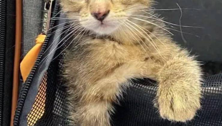 La zampa di un gatto dalle piccole dimensioni