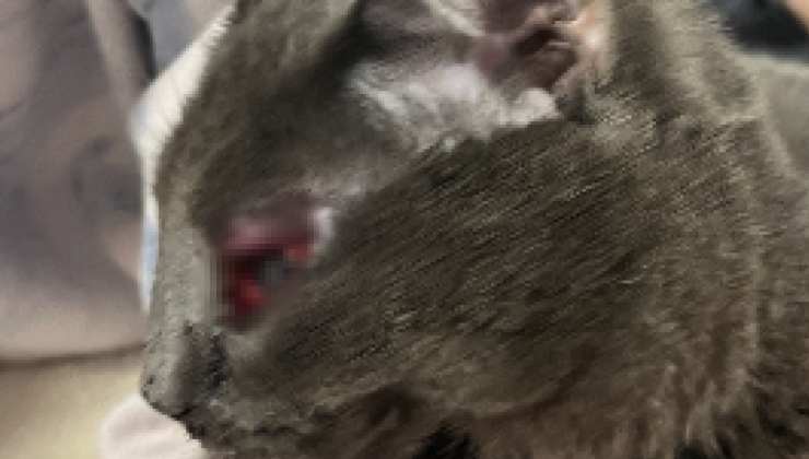 Gatto con occhio rosso ferito dopo episodio di crudeltà