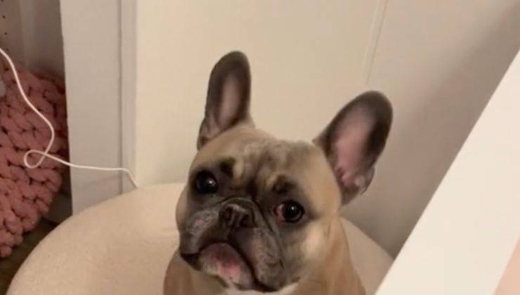 Bulldog francese addestrato in casa