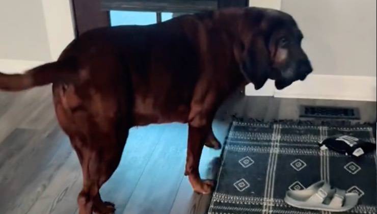 Cane nero e marrone in casa di notte