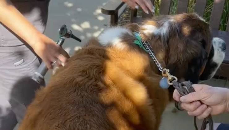 Veterinario visita cane di san bernardo all'aria aperta