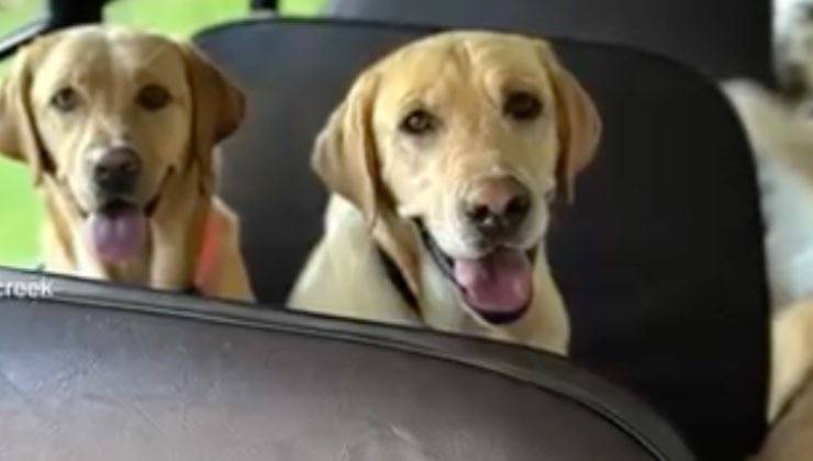 Coppia di Labrador Retriever sull'autobus