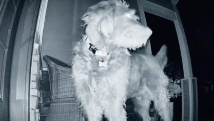 Cane di fronte all'ingresso di casa di notte