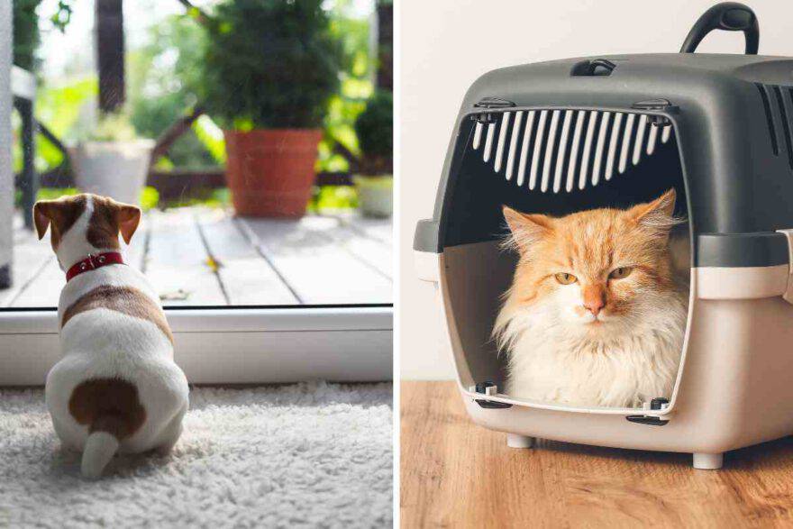 cane e gatto