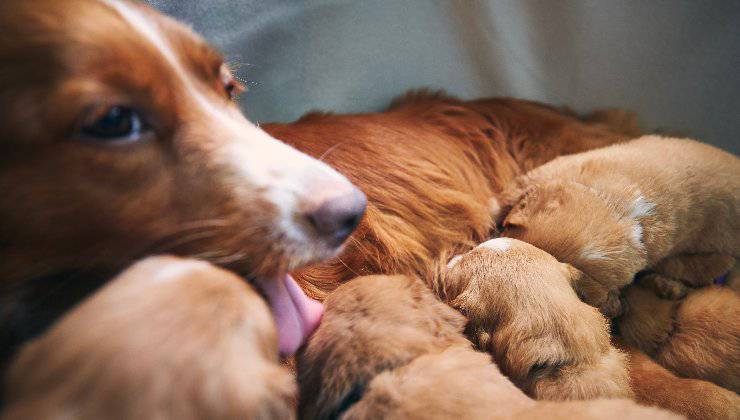 cuccioli e mamma