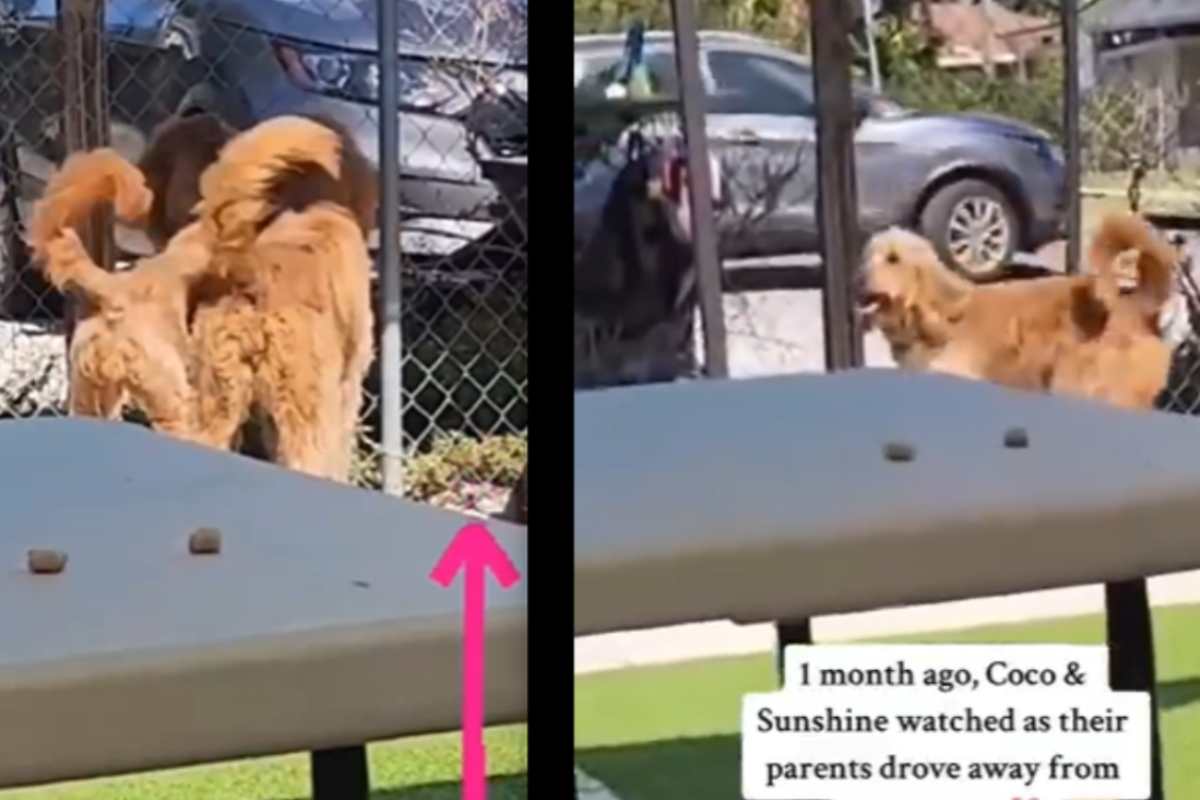 Il video dei cani abbandonati
