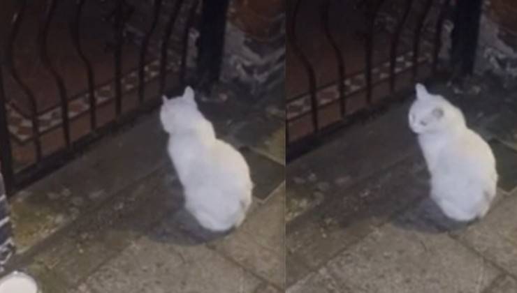 Gatto Rasputin