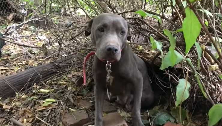 mamma cane