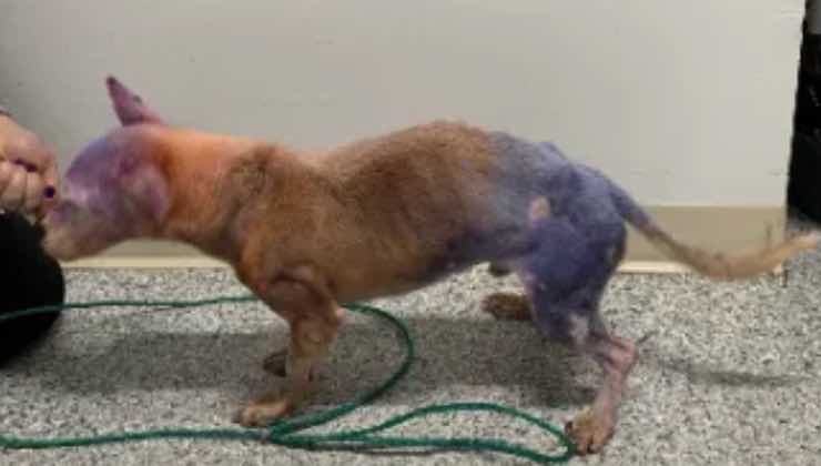 Cane dal pelo colorato al guinzaglio in stazione