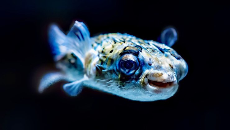 Pesce multicolore nuota sott’acqua