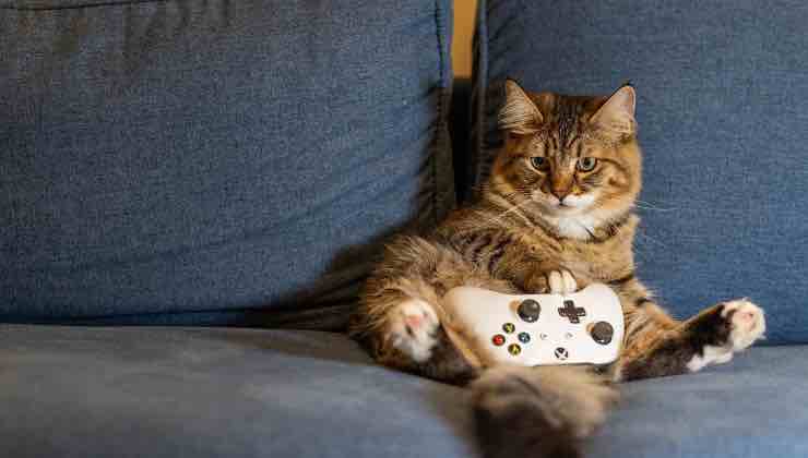 Gatto seduto a suo agio sul divano di casa