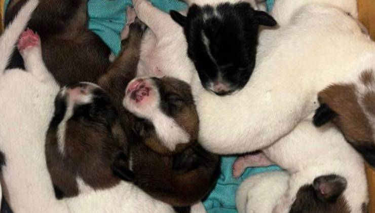 Cuccioli di cane abbandonati